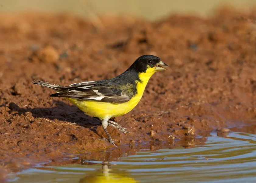 LESSER GOLDFINCH