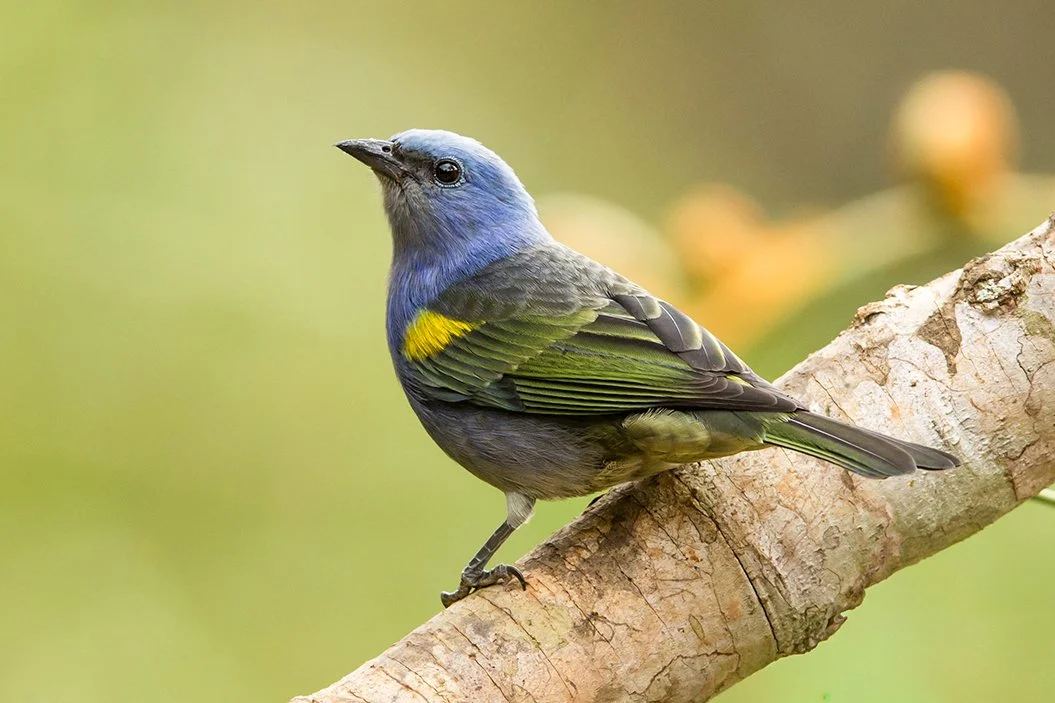 GOLDEN_CHEVRONED_TANAGER_02.jpg
