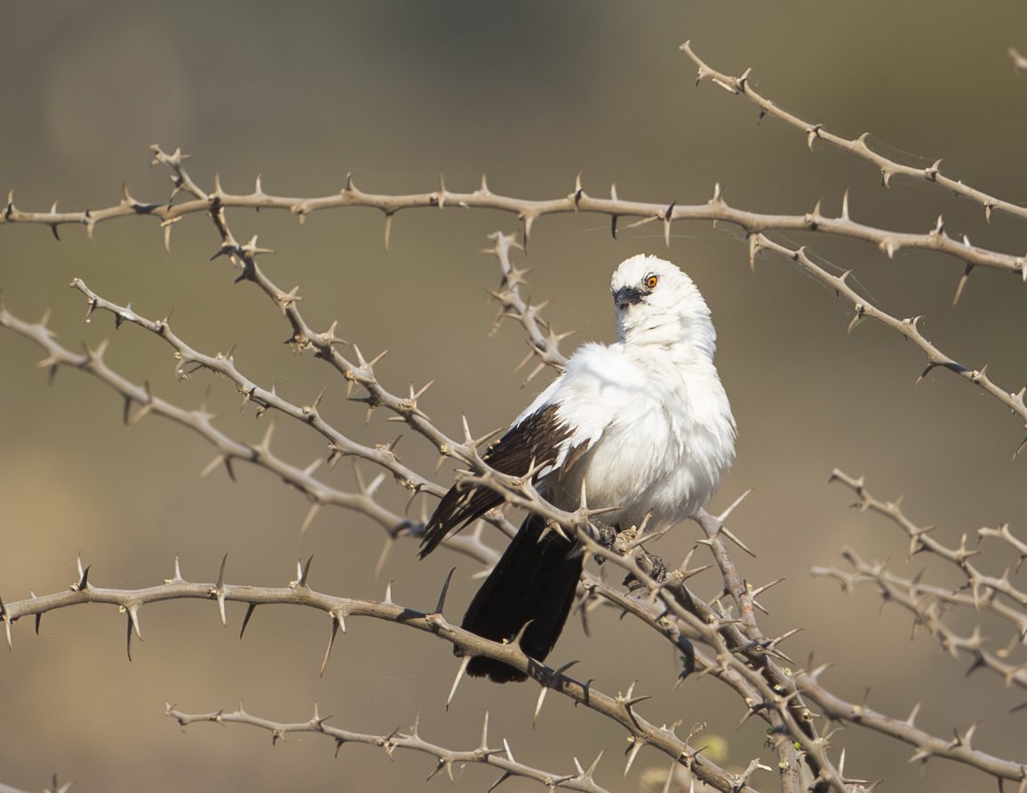 SOUTHERN PIED BABBLER