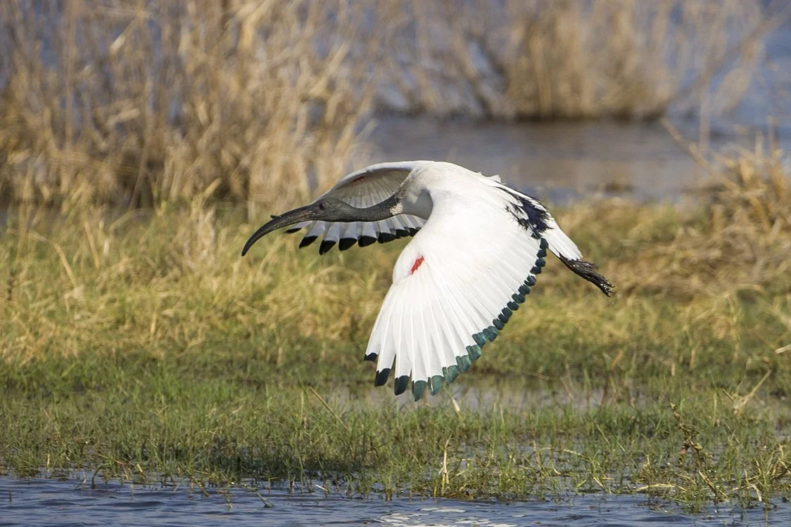 AFRICAN SACRED IBIS
