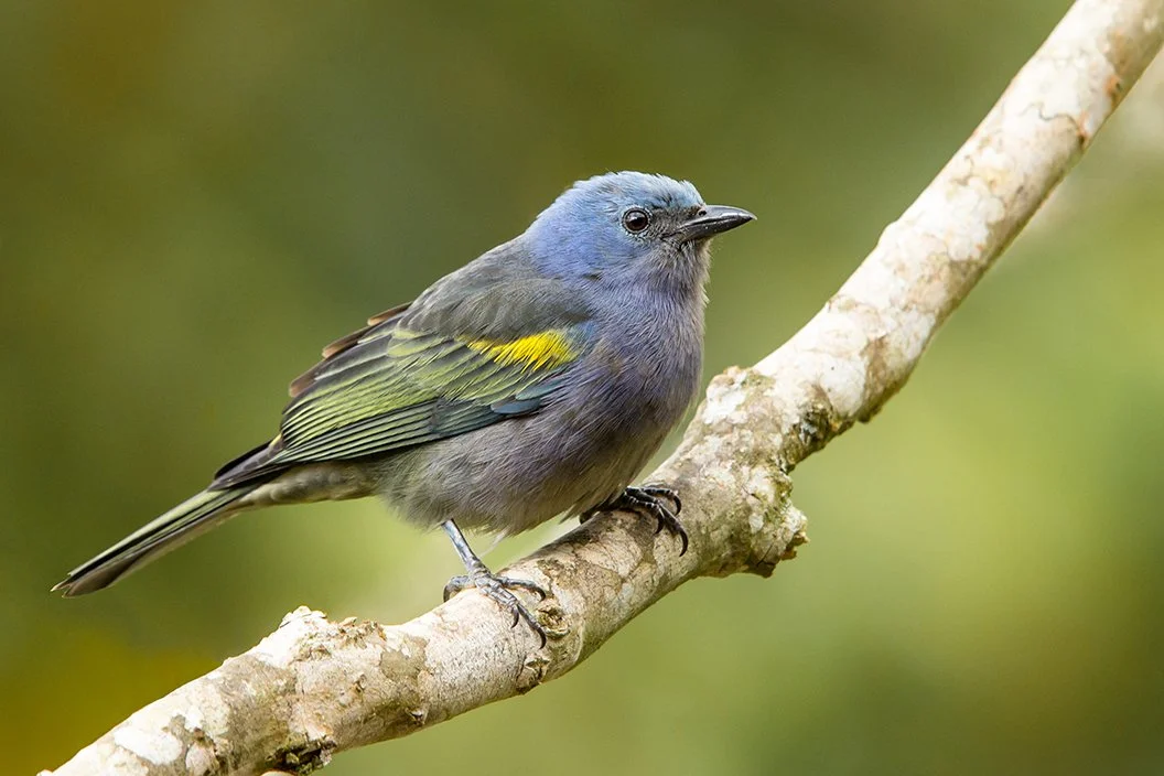 GOLDEN_CHEVRONED_TANAGER_03.jpg