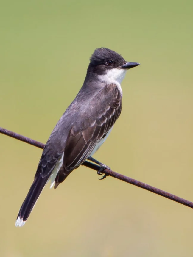 EASTERN KINGBIRD