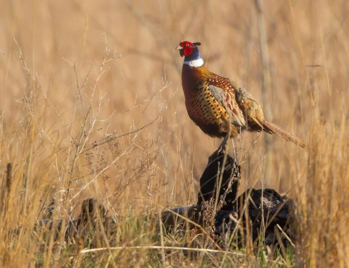 RING-NECKED PHEASANT