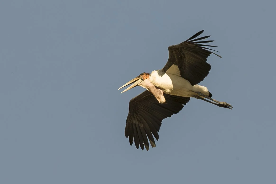 MARABOU_STORK_02.jpg