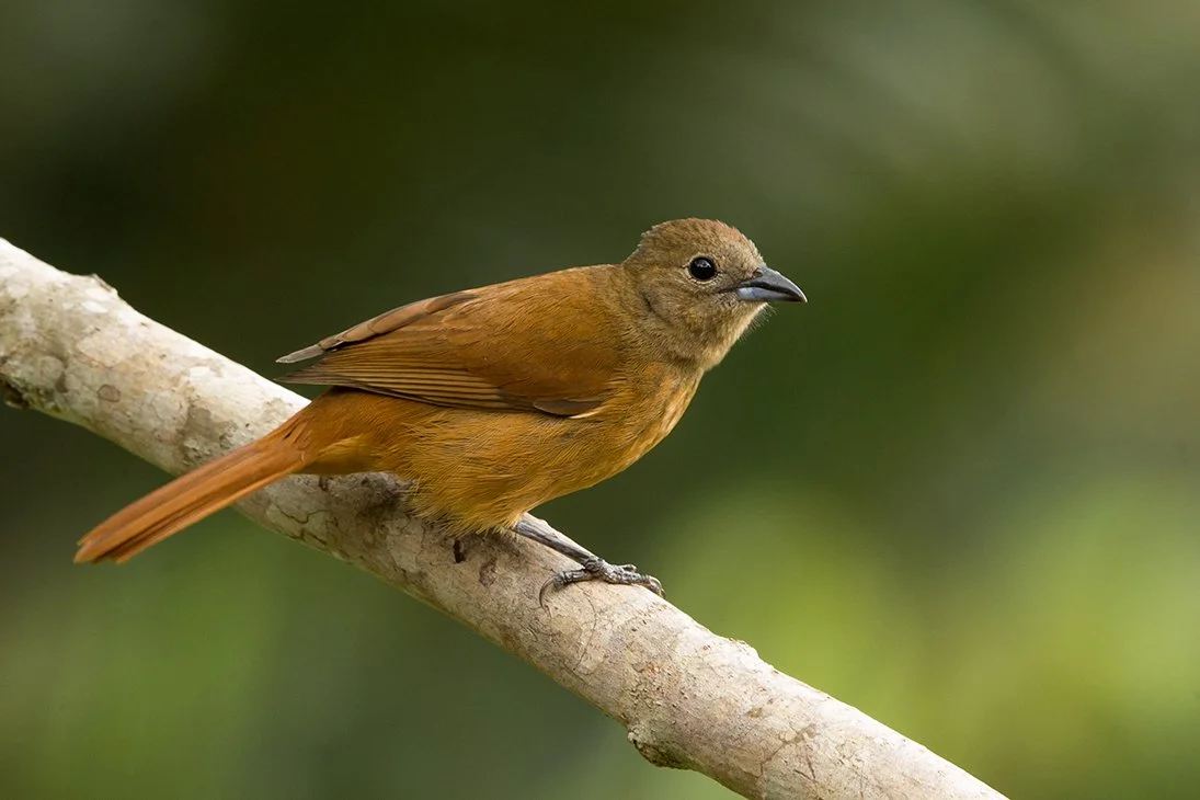 RUBY_CROWNED_TANAGER_06.jpg
