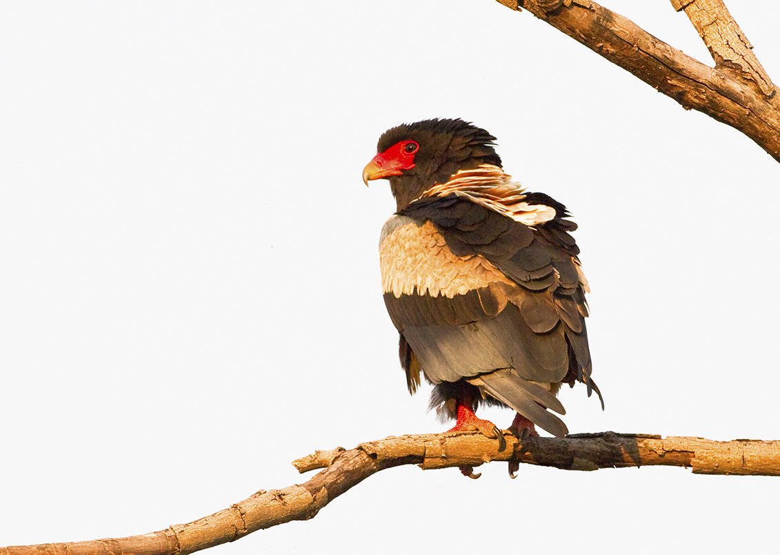 BATELEUR _05.jpg