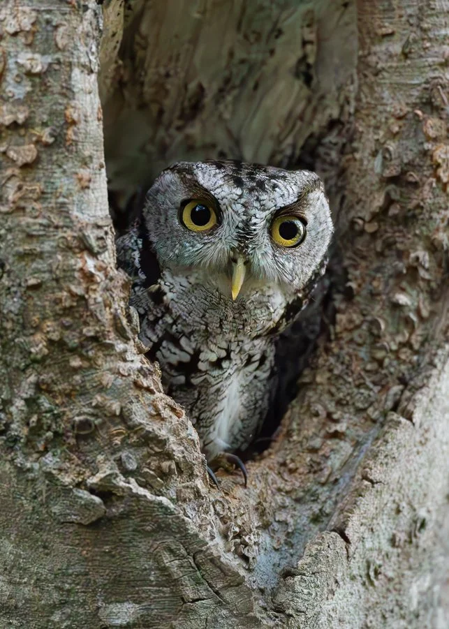 EASTERN SCREECH-OWL