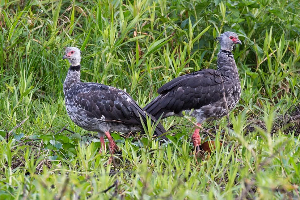 SOUTHERN_SCREAMER_07.jpg