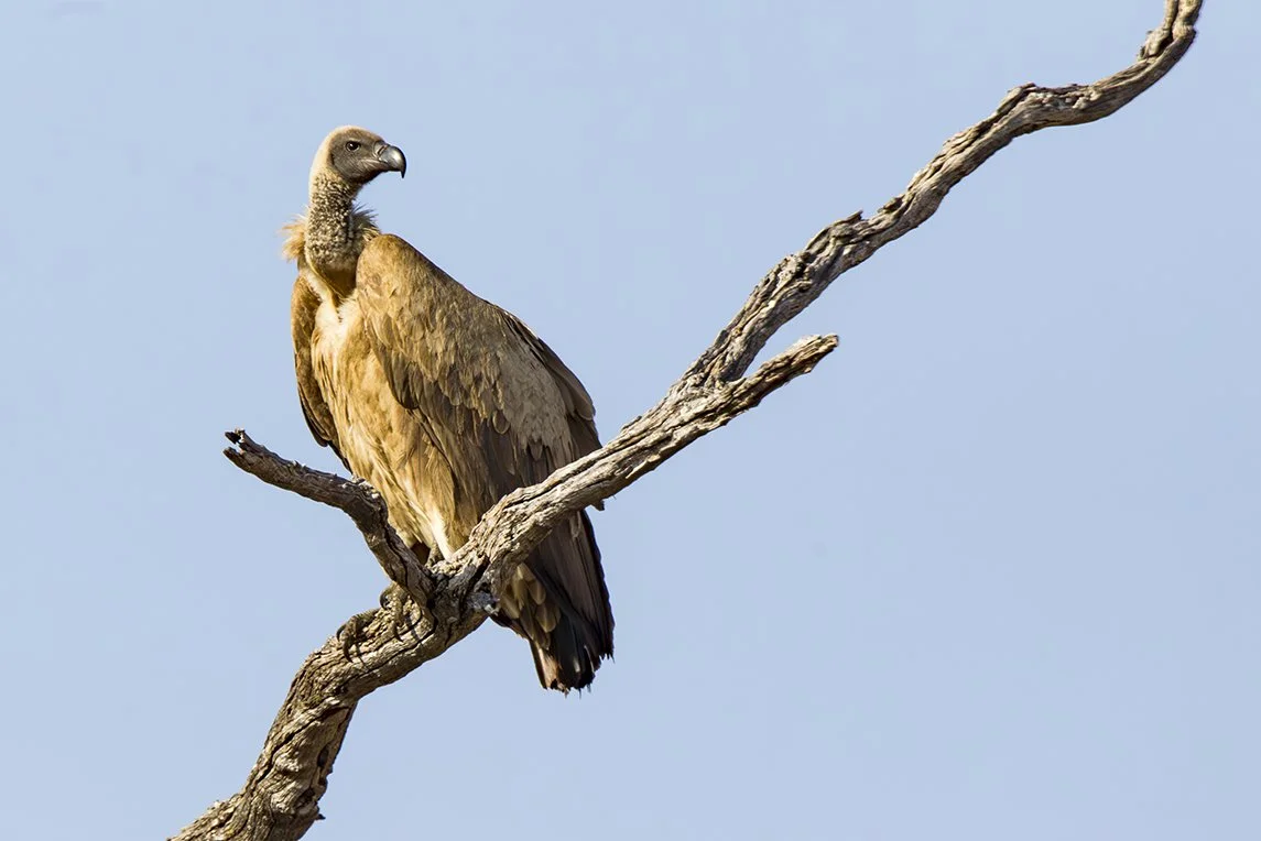WHITE_BACKED_VULTURE_04.jpg