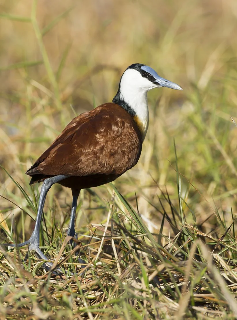 AFRICAN JACANA