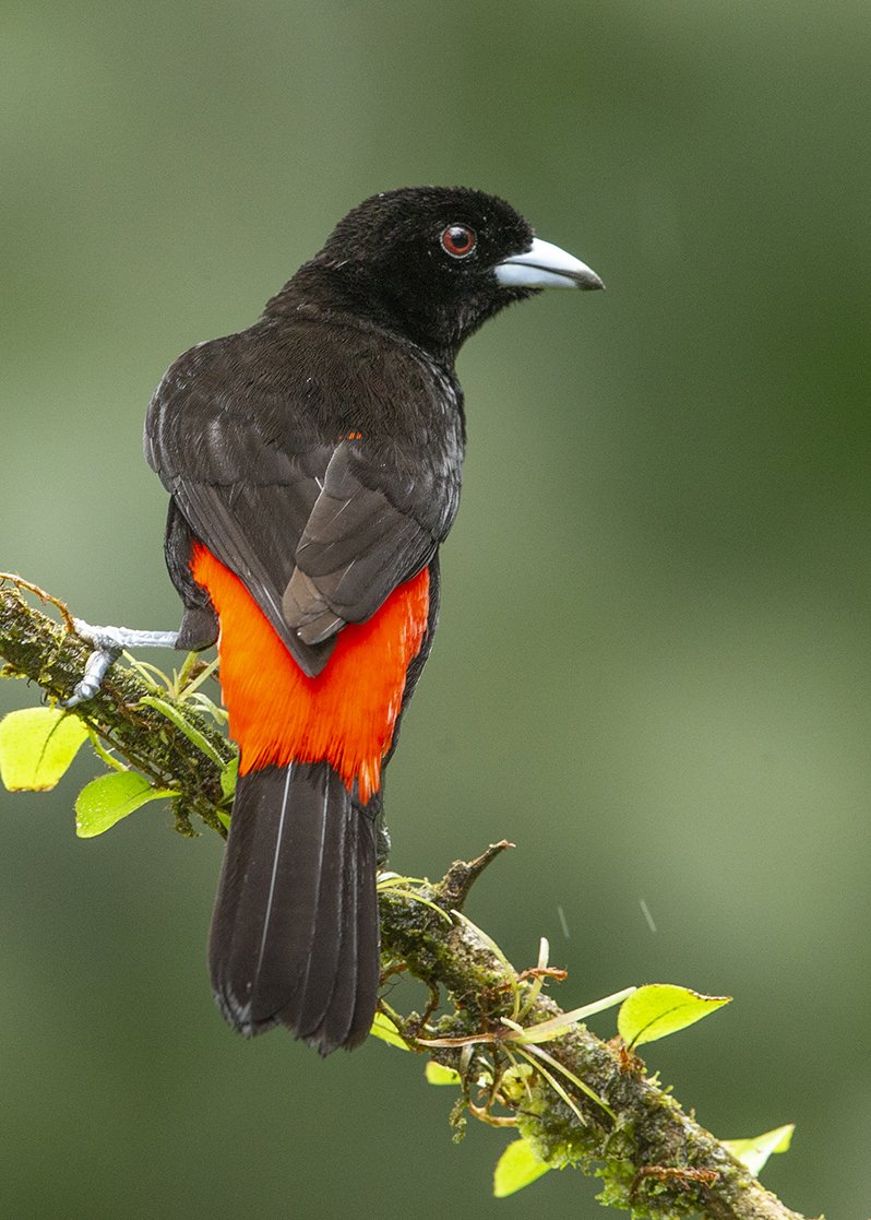 SCARLET_RUMPED_TANAGER_03.jpg