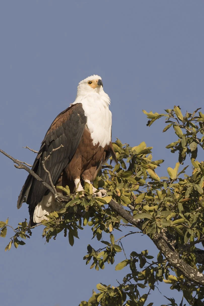 AFRICAN_FISH_EAGLE_03.jpg