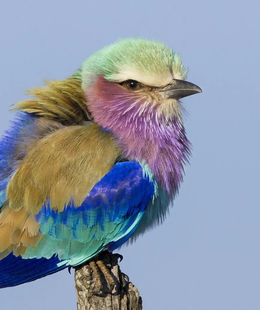 LILAC_BREASTED_ROLLER_03.jpg