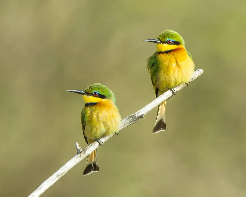 LITTLE_BEE_EATER_05.jpg
