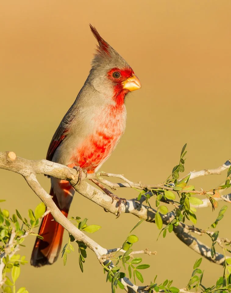PYRRHULOXIA