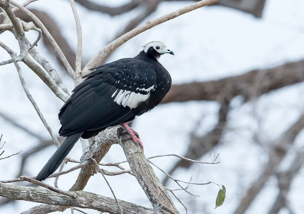 COMMON_PIPING_GUAN_02.jpg