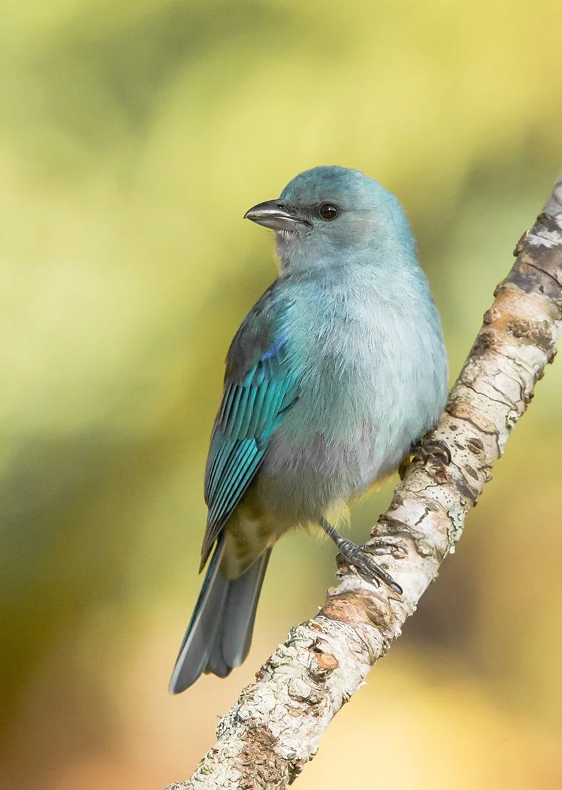 AZURE_SHOULDERED_TANAGER_03.jpg