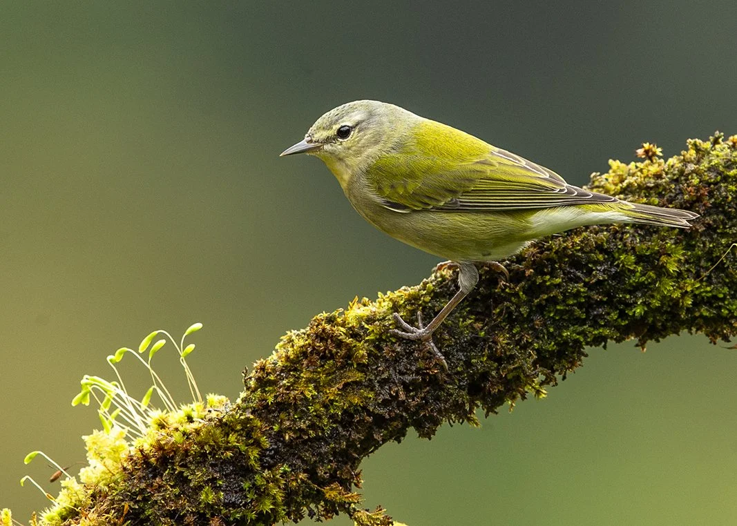 TENNESSEE WARBLER