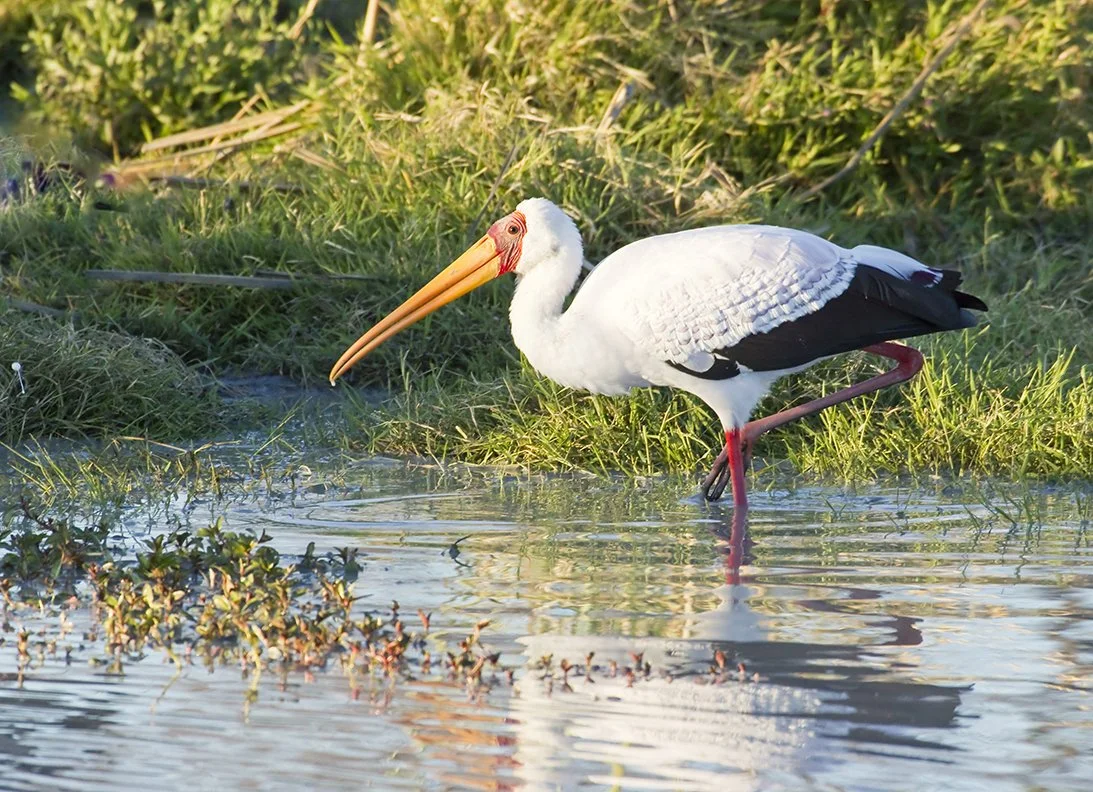 YELLOW-BILLED STORK_02.jpg