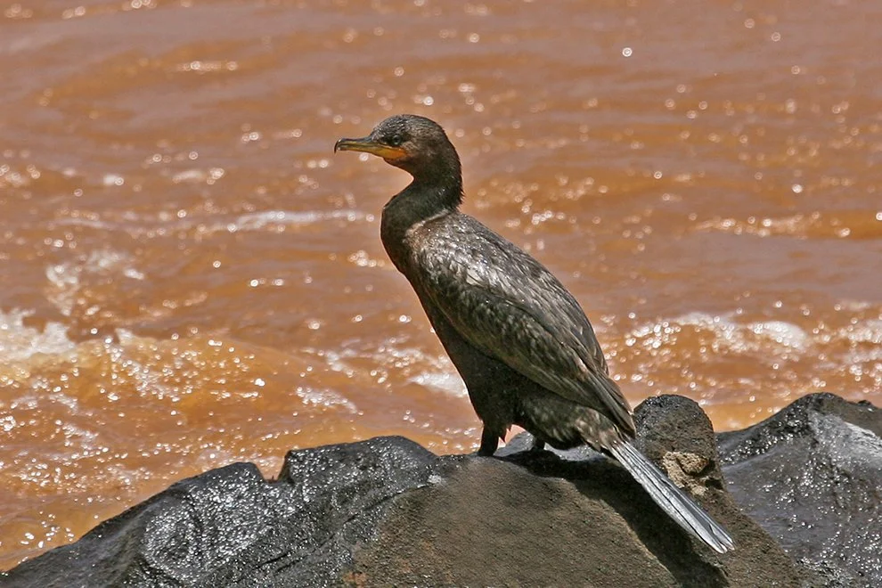 NEOTROPIC_CORMORANT_05.jpg