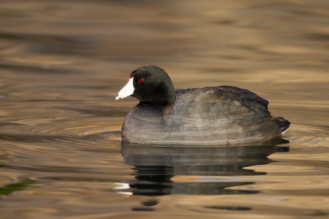 AMERICAN COOT
