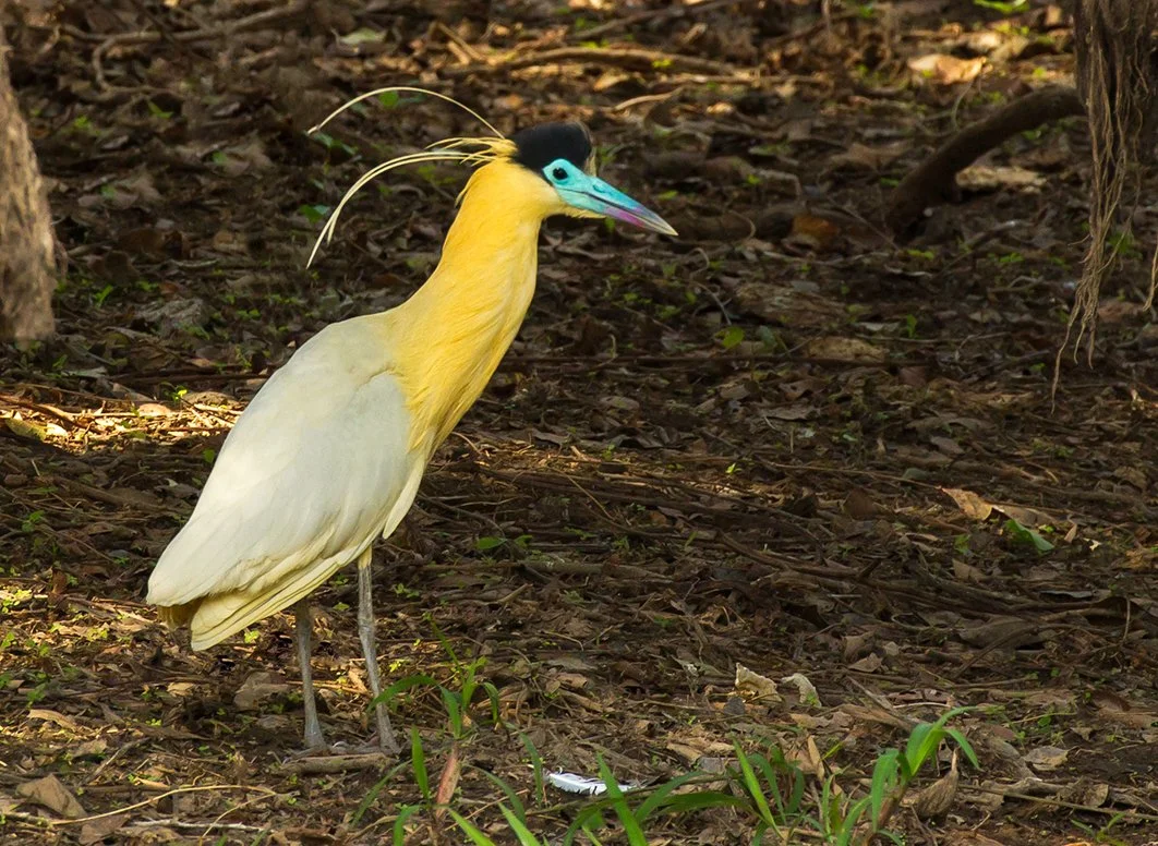 CAPPED HERON
