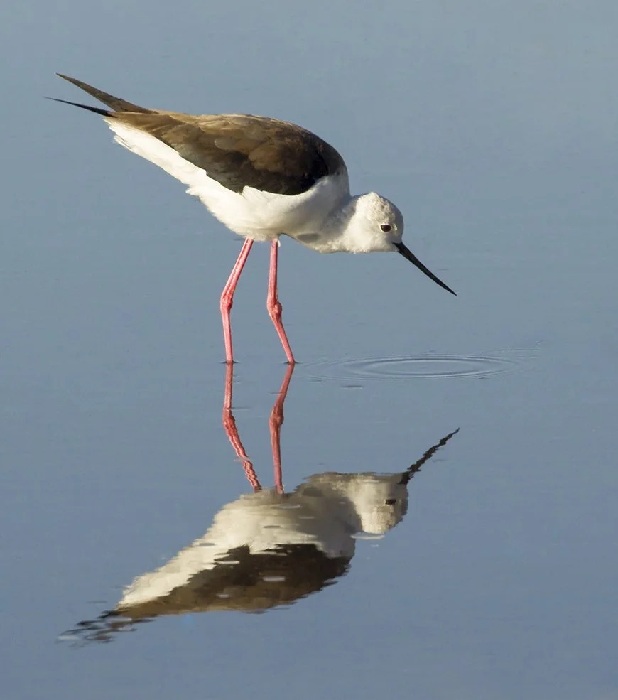 BLACK-WINGED STILT