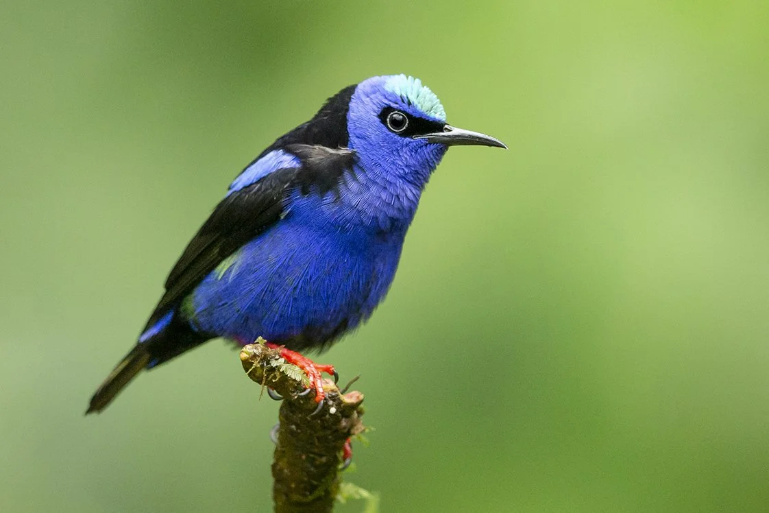 RED_LEGGED_HONEYCREEPER_02.jpg