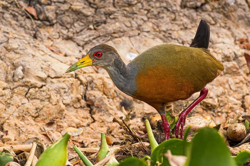 GREY-NECKED WOOD RAIL