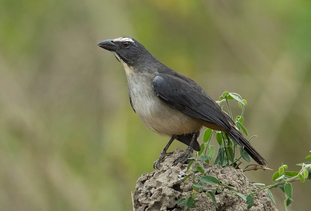 GRAYISH_SALATOR_02.jpg