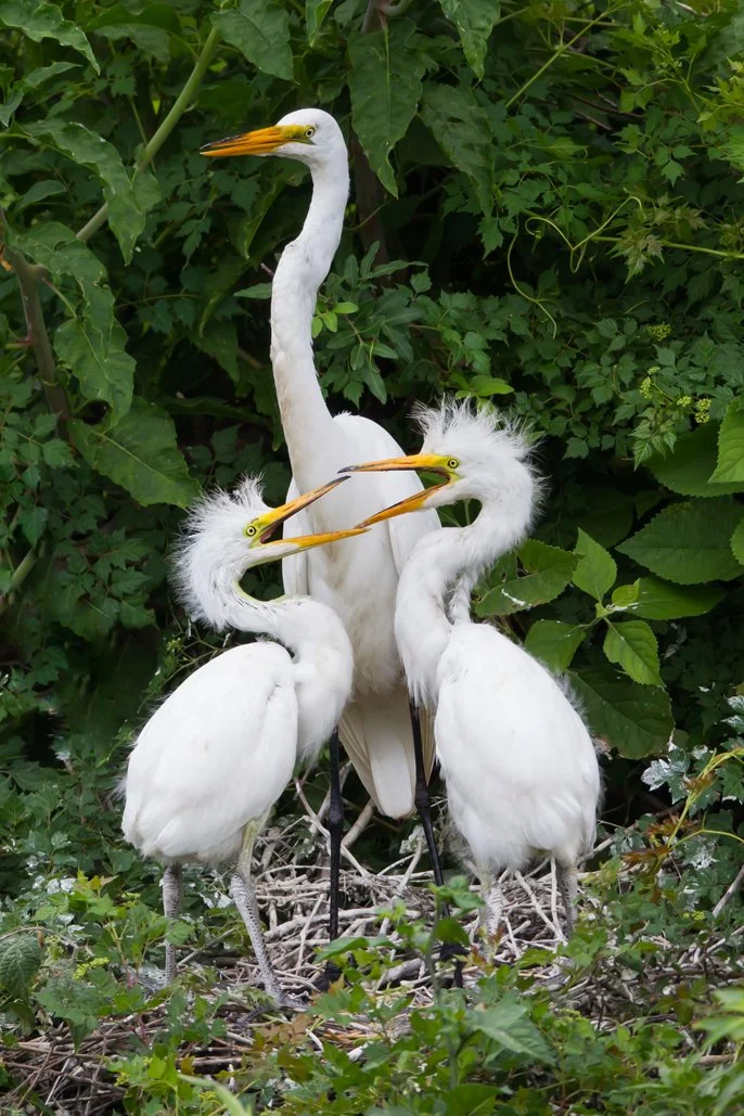 GREAT EGRET