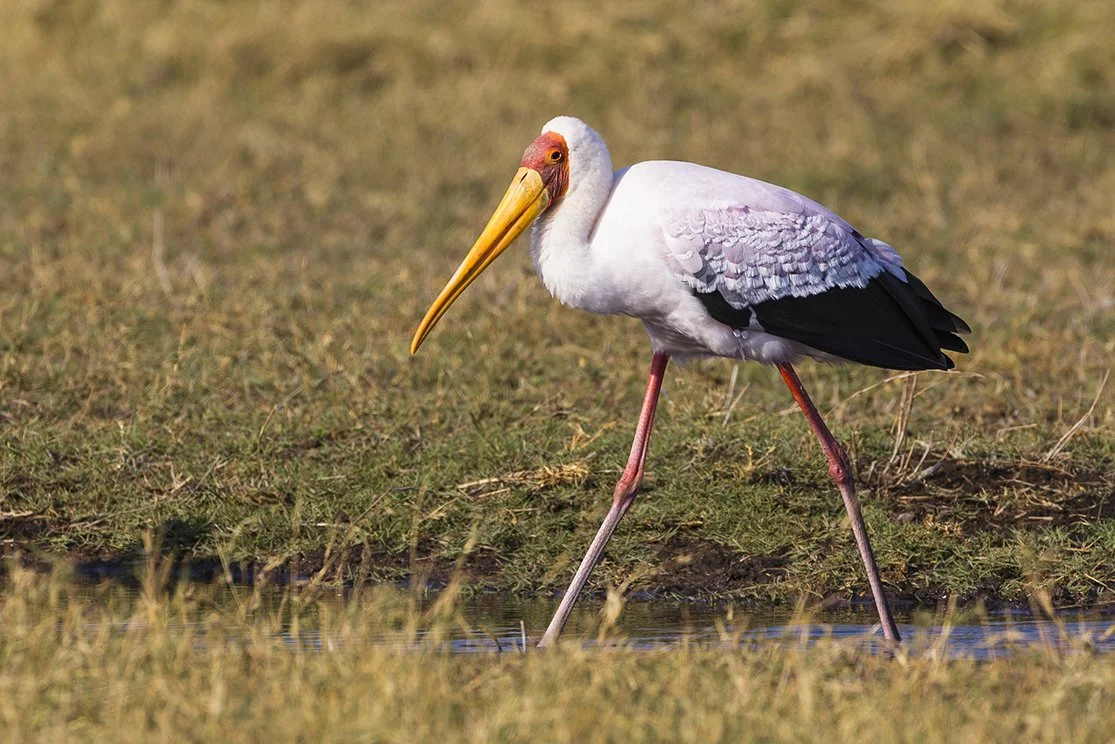 YELLOW-BILLED STORK_10.jpg