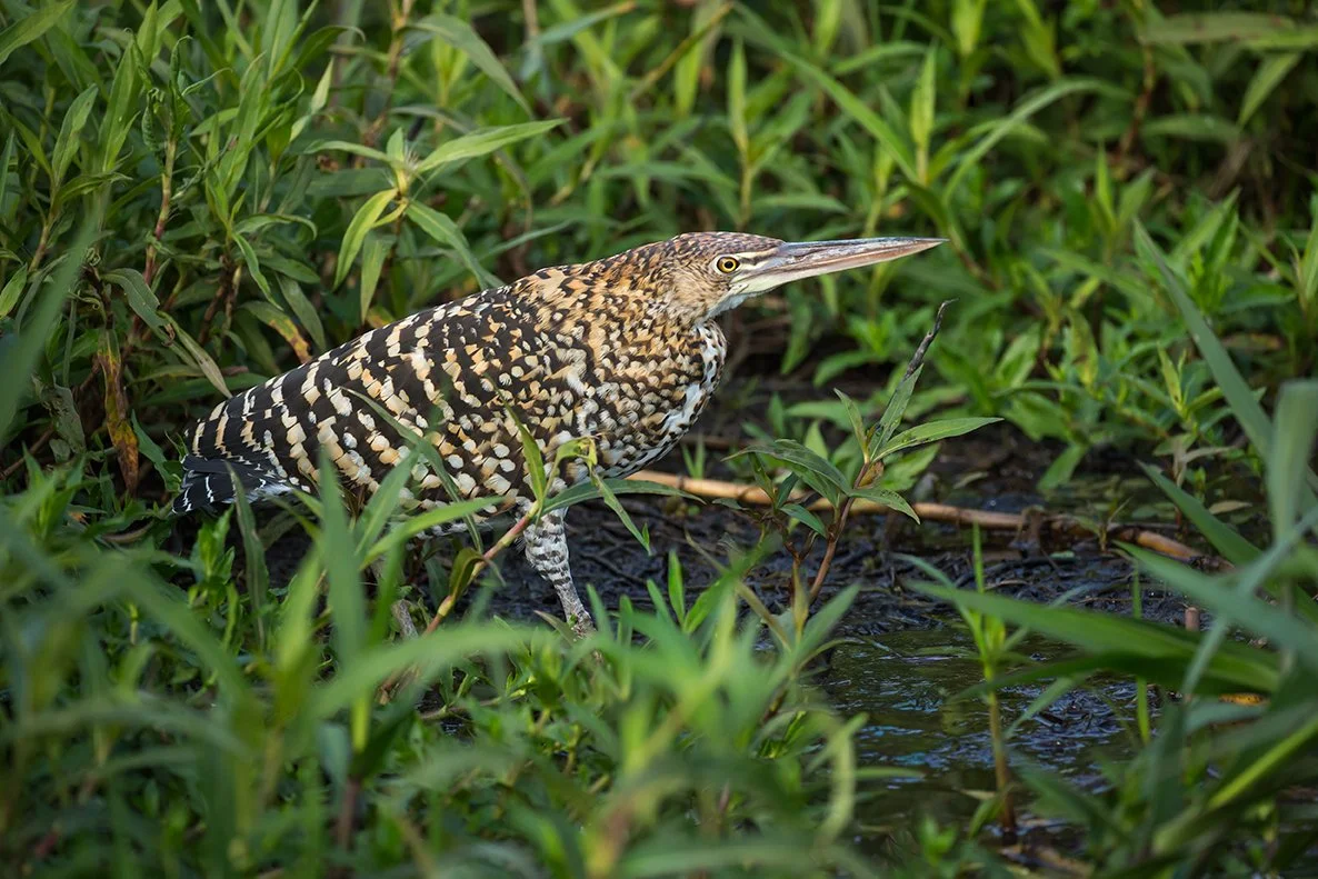 RUFESCENT_TIGER_HERON_04.jpg