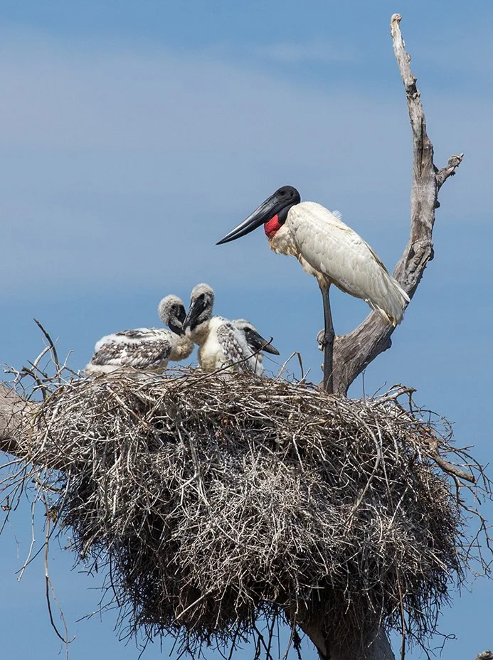 JABIRU_13.jpg