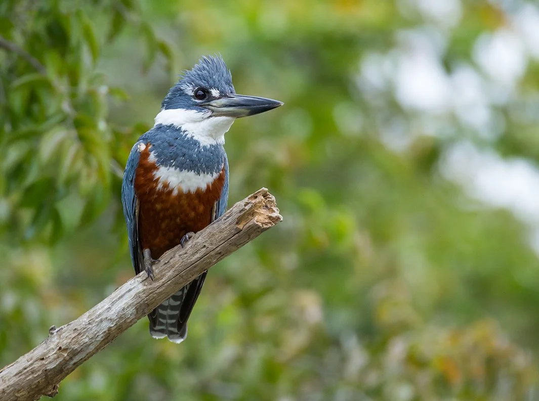 RINGED_KINGFISHER_02.jpg