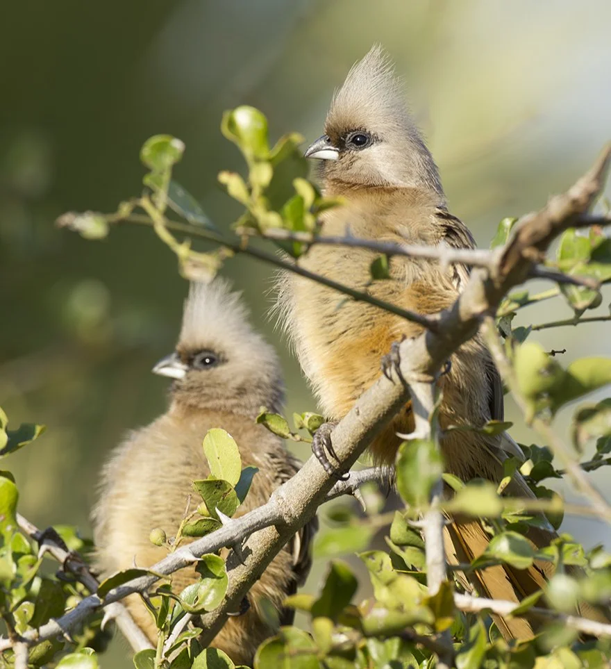 BARE_FACED GO_AWAY_BIRD_02.jpg