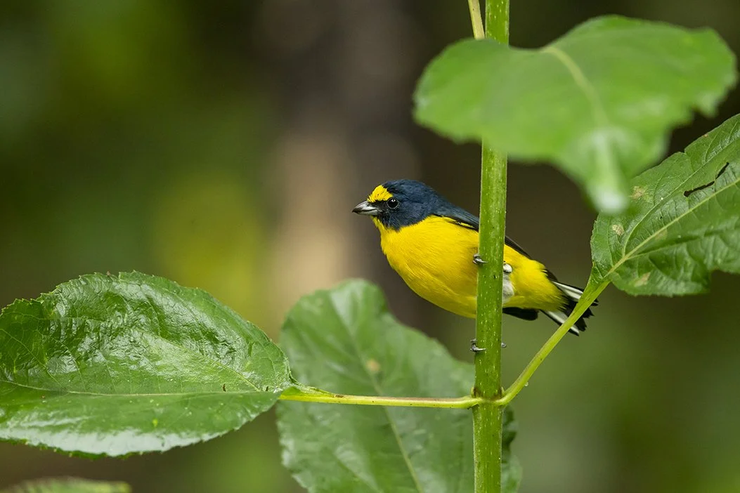 YELLOW-THROATED EUPHONIA
