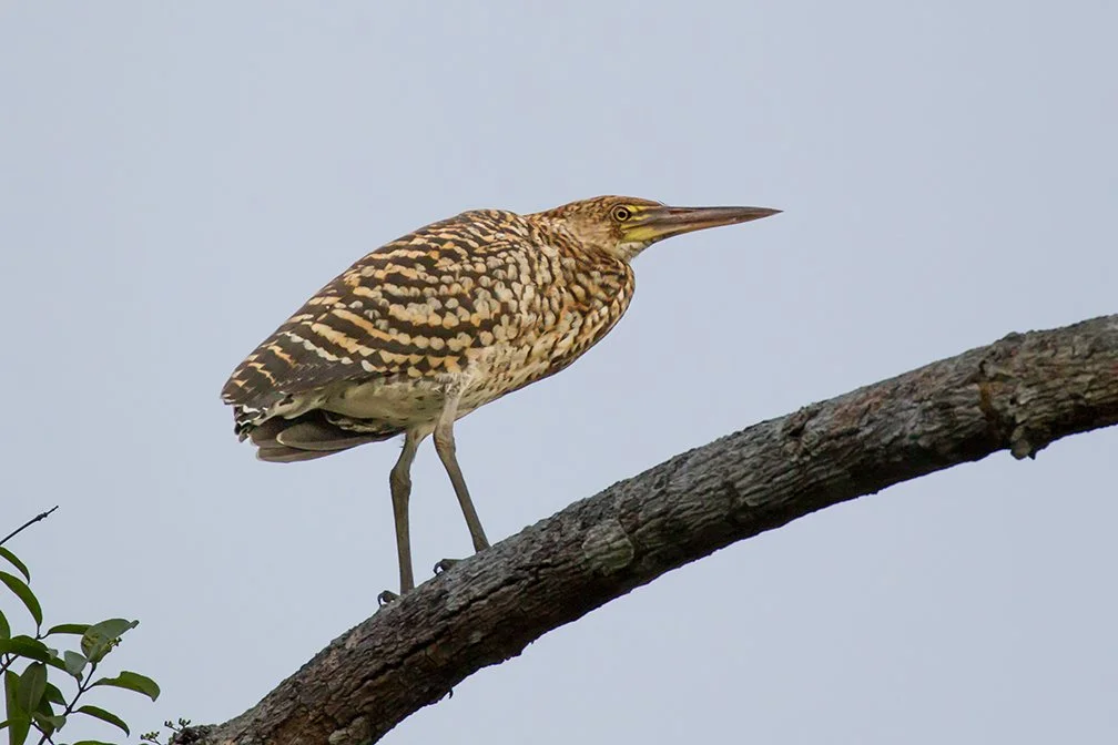 RUFESCENT_TIGER_HERON_02.jpg