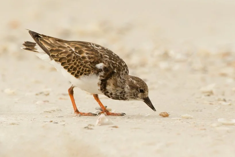 RUDDY TURNSTONE