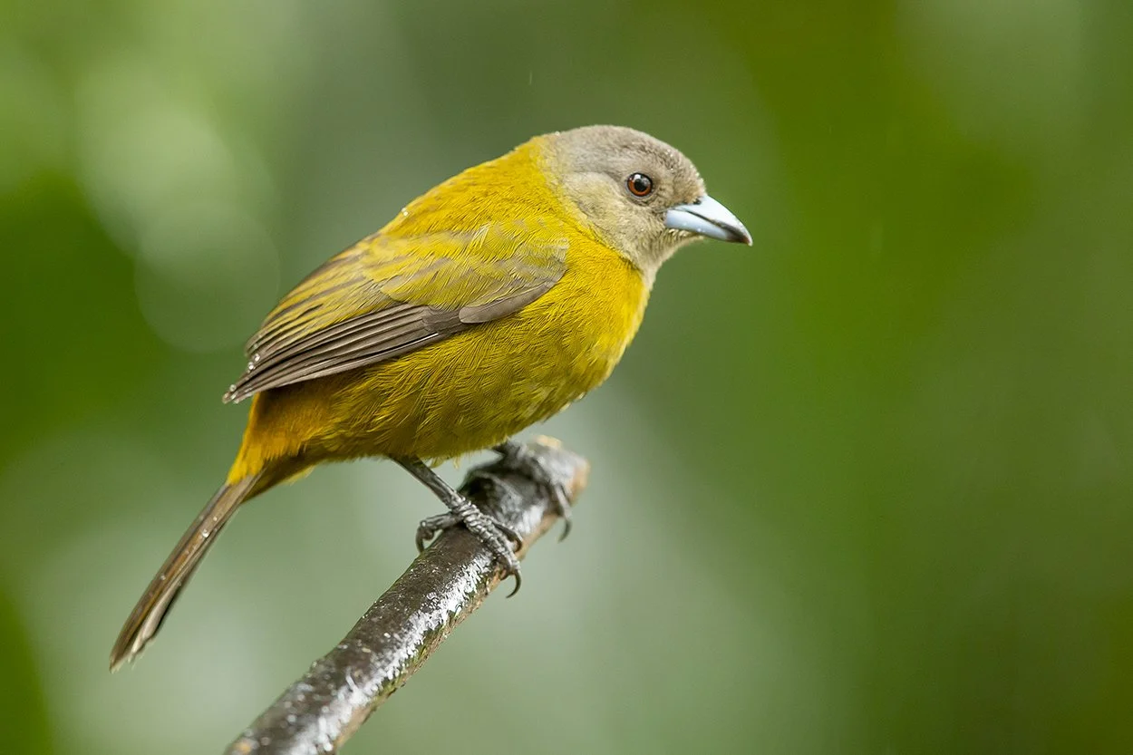 SCARLET_RUMPED_TANAGER_06.jpg