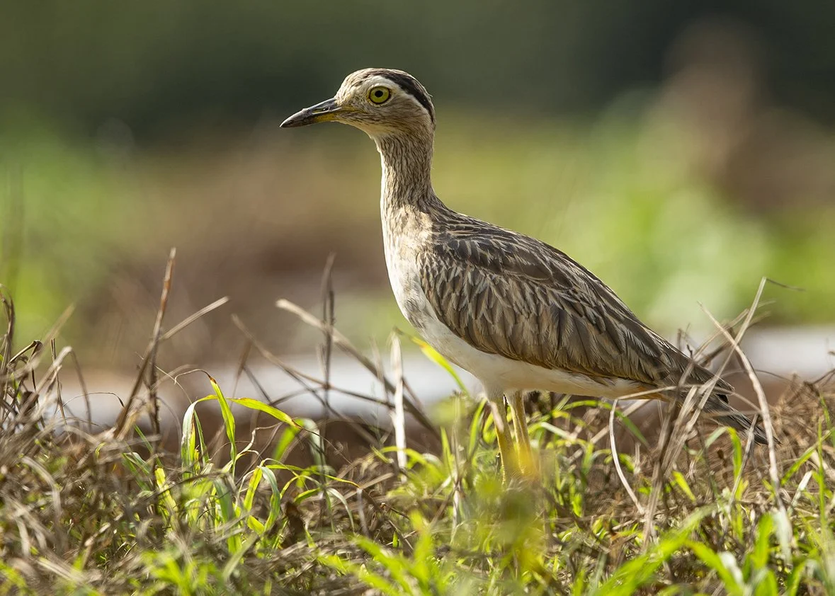 DOUBLE-STRIPED THICK-KNEE