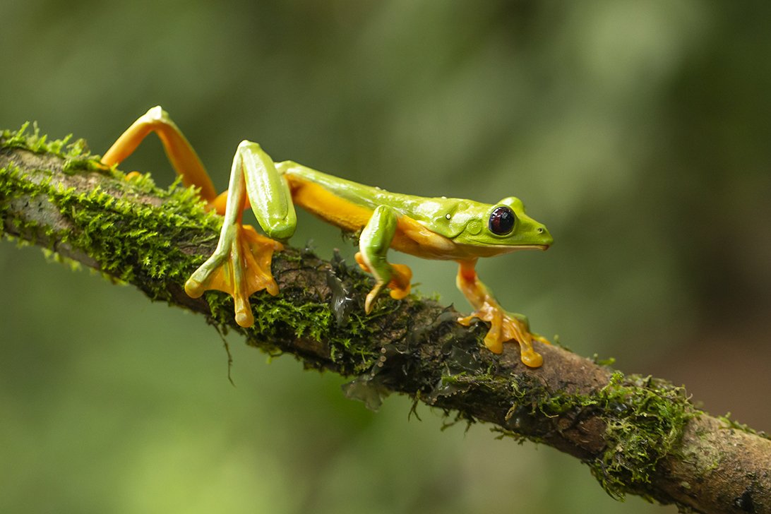 BKACK-EYED_GLIDING_TREE FROG_03.jpg