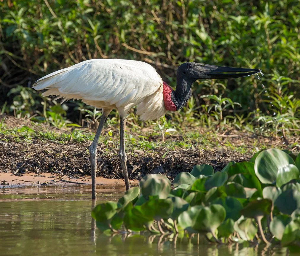 JABIRU_08.jpg