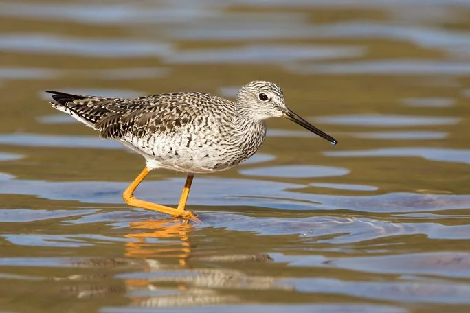 GREATER YELLOWLEGS