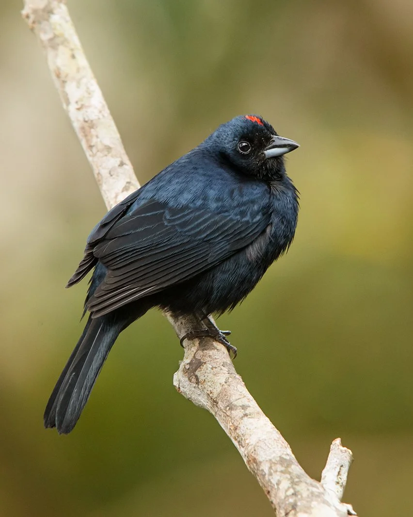 RUBY_CROWNED_TANAGER_05.jpg