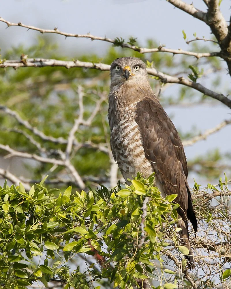 SOUTHERN BANDED SNAKE-EAGLE