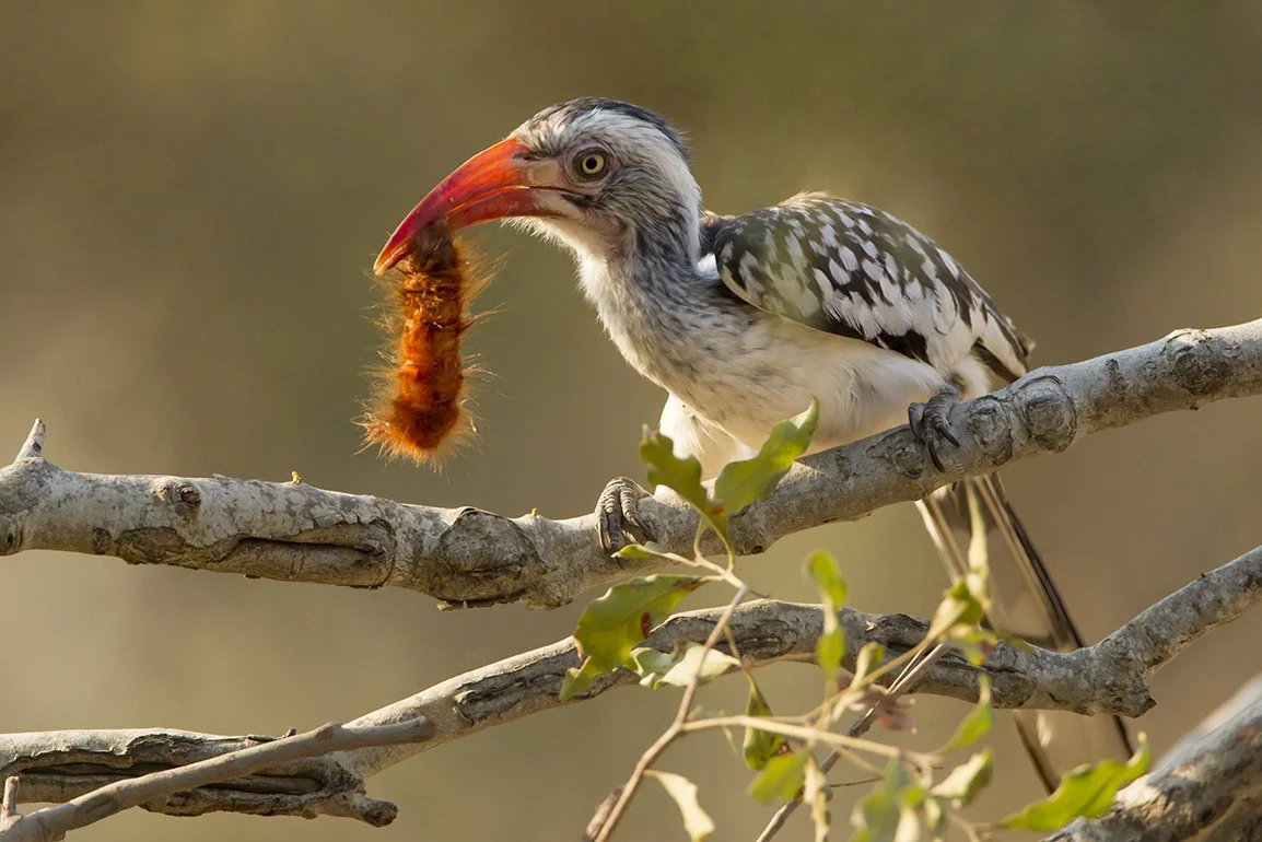SOUTHERN_RED_BILLED_HORNBILL_04.jpg