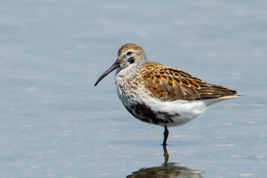 DUNLIN