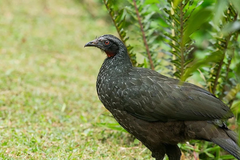 DUSKY_LEGGED_GUAN_04.jpg
