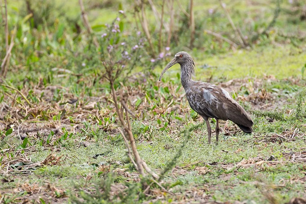 PLUMBEOUS IBIS